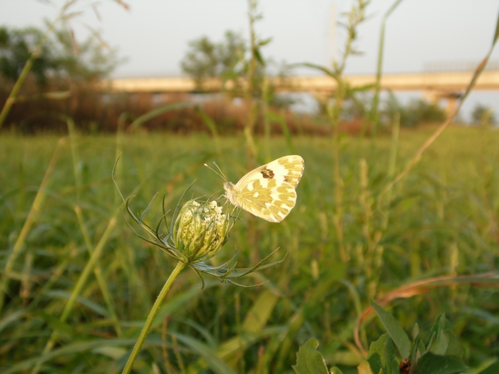 Le variet in un campo incolto...